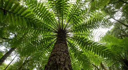 Fototapeta premium Low Angle View of a Towering Green Tree Fern with Symmetrical Foliage and Rough Trunk in Overcast Sky