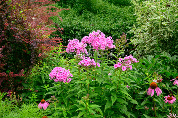 pink flowers in lush summer garden suitable as background backdrop green foilage