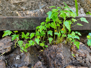 a collection of young papaya seedlings in an outdoor garden