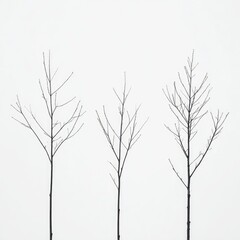 Obraz premium Three bare, slender trees stand in a row against a stark white background, creating a minimalist and serene image