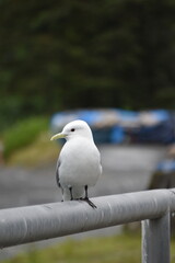 Kittiwake