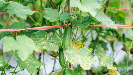 Fresh green cucumbers growing on vine in an organic vegetable garden.