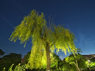 Tokyo, Japan - July 27, 2025: A big withy or willow tree at night