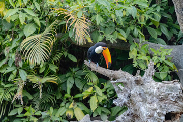 toucan © Rafael