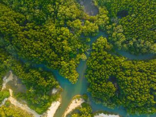 Aerial view tropical green background mangrove forest river to sea bay morning sun rise
