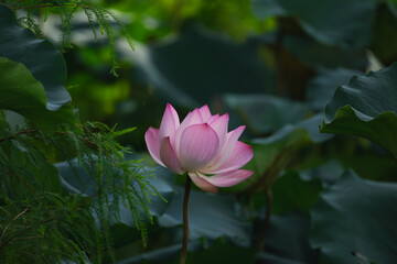 pink lotus flower