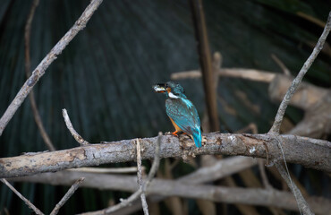 kingfisher on the branch