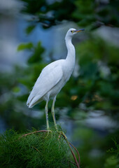 white egret