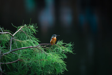 bird on a branch