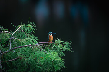 kingfisher on a branch