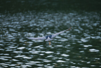 flying heron