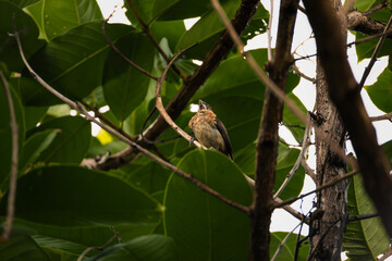 Obraz premium brown munia bird on branch