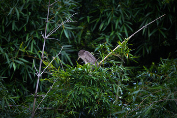 Chinese pond heron