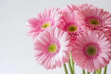 Pink gerbera daisies bouquet in full bloom with bright petals and green leaves, isolated on white background, fresh floral arrangement