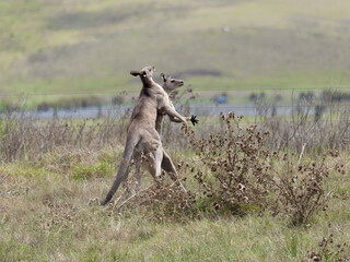 Two Eastern Grey Male Kangaroos (Macropus giganteus) fighting for territorial leadership on grazing pasture. 