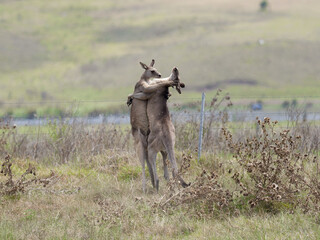 Two Eastern Grey Male Kangaroos (Macropus giganteus) fighting for territorial leadership on grazing pasture. 