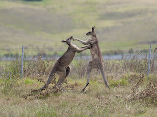 Two Eastern Grey Male Kangaroos (Macropus giganteus) fighting for territorial leadership on grazing pasture. 