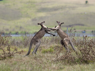 Two Eastern Grey Male Kangaroos (Macropus giganteus) fighting for territorial leadership on grazing pasture. 