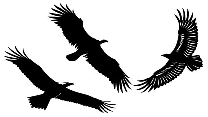 Obraz premium Silhouette of Three Birds Flying Against a Clear White Background