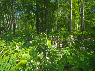 Sakhalin Island forest green undergrowth with fern and bamboo