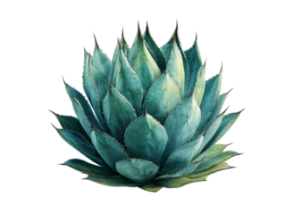 Blue green agave plant with sharp pointed leaves succulent image, Isolated, Png Transparent Background