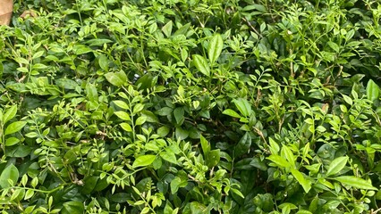 Green grass and leaves natural background with fresh garden plants and organic foliage textures