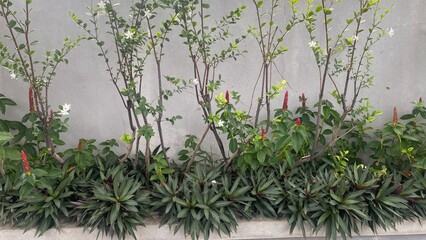 Grass and flowers growing in water on a fresh morning meadow with white flowers and green reeds under a clear sky summer spring landscape