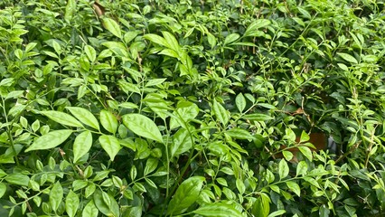 Fresh green grass and leaves background with natural garden plants and organic herbs in spring and summer season