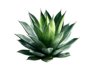 Green agave plant with water droplets succulent leaves image, Isolated, Png Transparent Background
