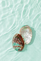 Colored closeup shells floating on waves green blue sea water at sunlight. Beauty nature textured  Seashells, marine life, nautical style, Minimal summer aesthetic, beach lifestyle, pastel color