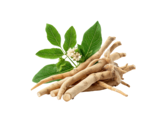 Ashwagandha roots leaves and flowers with intricate details natural, Isolated, Png Transparent Background