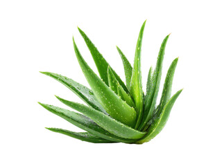 Fototapeta premium Vibrant green aloe vera plant with glistening water droplets succulent, Isolated, Png Transparent Background