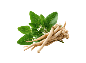Ashwagandha roots and leaves green beige, Isolated, Png Transparent Background