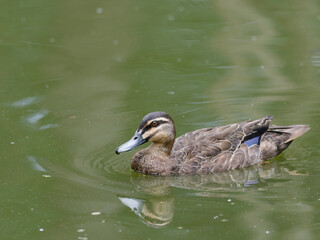 Pacific Black Duck (Anas superciliosa) swimming alone in a pond.