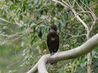 Little black Cormorant (Phalacrocorax sulcirostris) perched on a large branch drying out with green leaves background