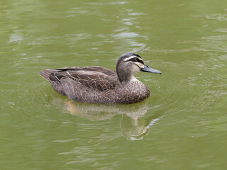 Pacific Black Duck (Anas superciliosa) swimming alone in a pond.