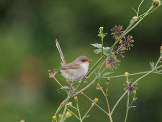 Female Superb Fairywren (Malurus cyaneus) perched on a weed or thistle stalk