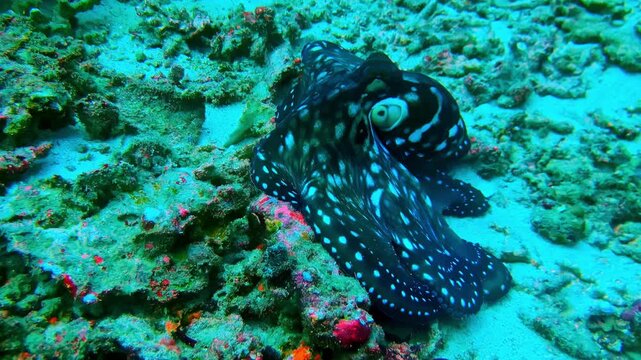 Octopus' camouflage ability and moving style to reach safety underneath coral