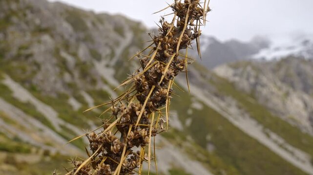Dried Prickly Burweed In Red Tarns Track, South Island, New Zealand - Close Up