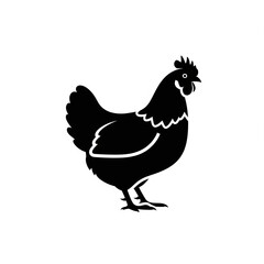 Fototapeta premium Chicken vector