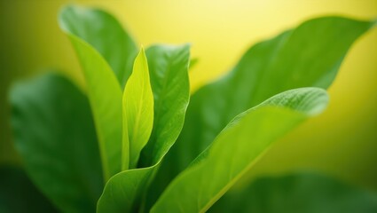 Obraz premium Close-up view of vibrant green leaves.