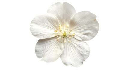 A close up view of a white flower isolated on white background