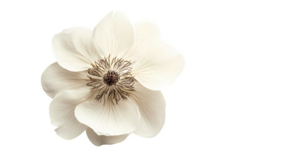 A close up view of a white flower isolated on white background