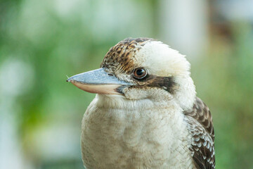 An Australian Kookaburra Close-Up