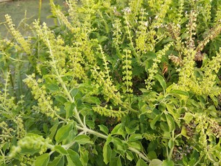 Holy basil plant (Ocimum tenuiflorum) in outdoor garden 