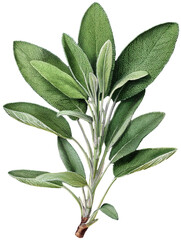 Sage herb isolated on transparent background, vintage illustration.
