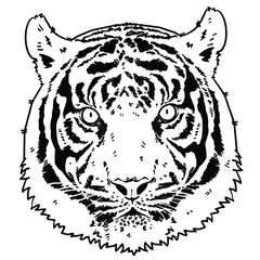 Expressive Stylized Tiger Head Vector Ink Drawing