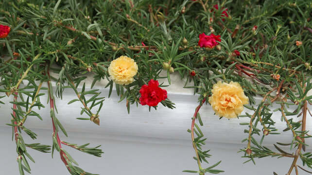 red and yellow Portulaca grandiflora or krokot mawar are blooming in the garden	
