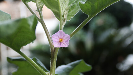 Aubergine flower or eggplant flower