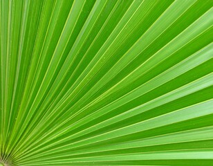Obraz premium Close-up of a vibrant green palm leaf